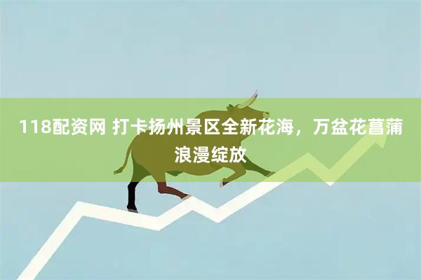 118配资网 打卡扬州景区全新花海，万盆花菖蒲浪漫绽放